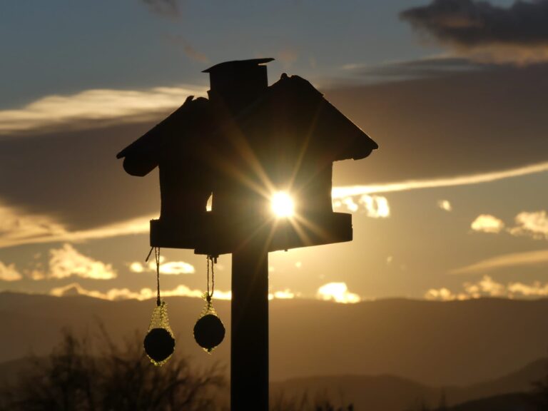 tauss foto vogelhaus